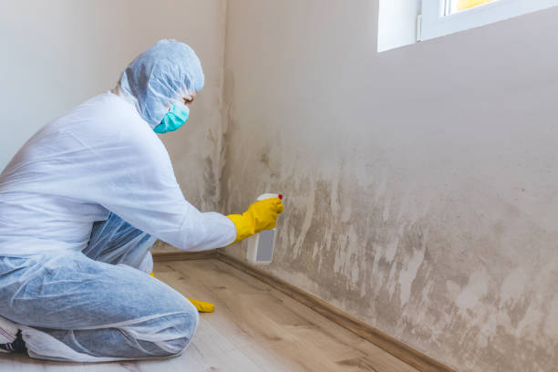 Licensed Mold Cleanup service in Ferndale, PA - WQB Mold Removal