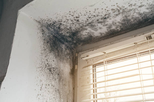 Affordable Mold Cleanup solutions in Ferndale, PA